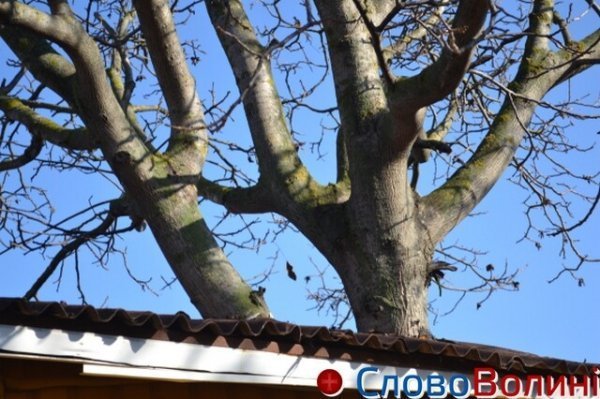 У Луцьку є «магазин-дерево». ФОТО